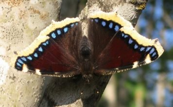 Траурница – красивая бабочка с печальным названием