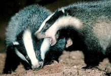 Соперничество сокращает барсукам жизнь