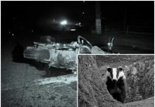 В Эстонии барсуки спровоцировали ДТП, не уступив дорогу байкерам