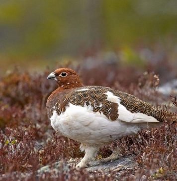 Белая куропатка – родственница фазана