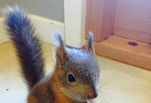 В Финляндии раненый бельчонок сам обратился к ветклинику