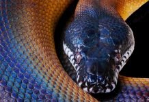 Белогубый питон. Внешний вид питона