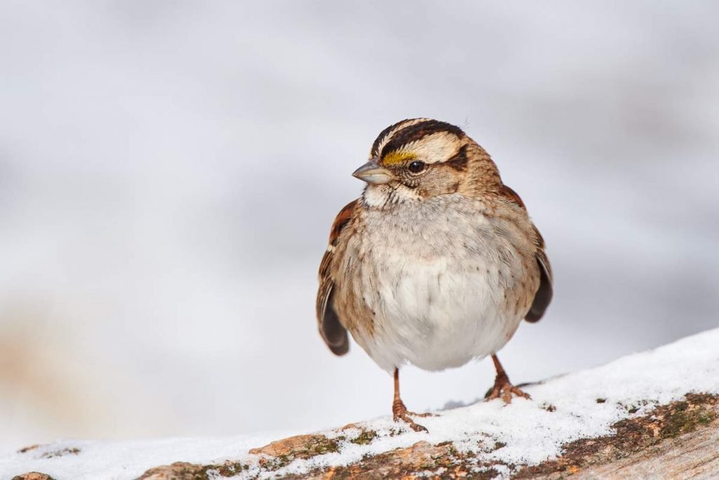 Белошейная зонотрихия (Zonotrichia albicollis).