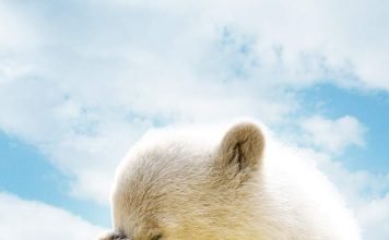 Полярных медведей истребляет глобальное потепление