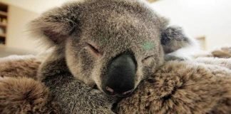 Безграничная любовь детеныша коалы к своей маме