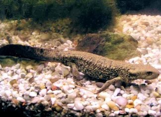 Бородавчатые тритоны: их виды и содержание в террариуме