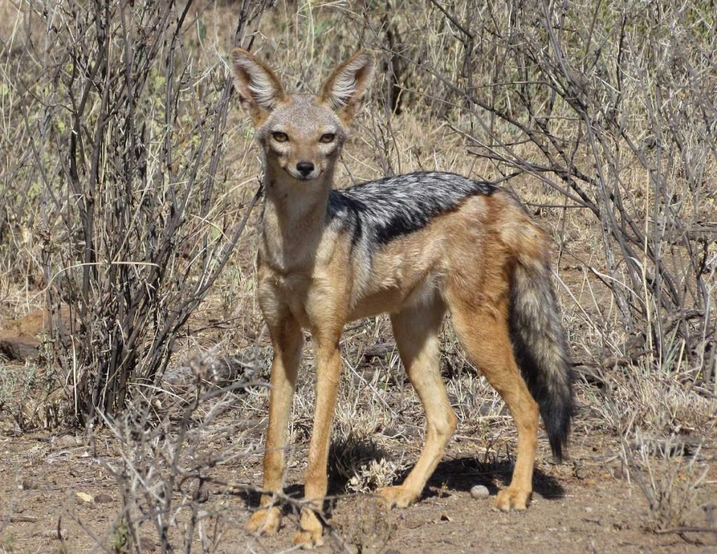 Чепрачный шакал (Canis mesomelas).