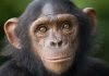 Японские ученые: шимпанзе могут запоминать лица не хуже людей