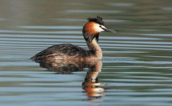 Чомга, или большая поганка: фото, видео