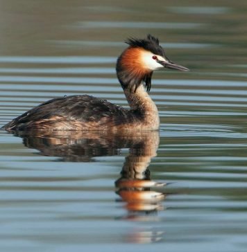 Чомга, или большая поганка: фото, видео