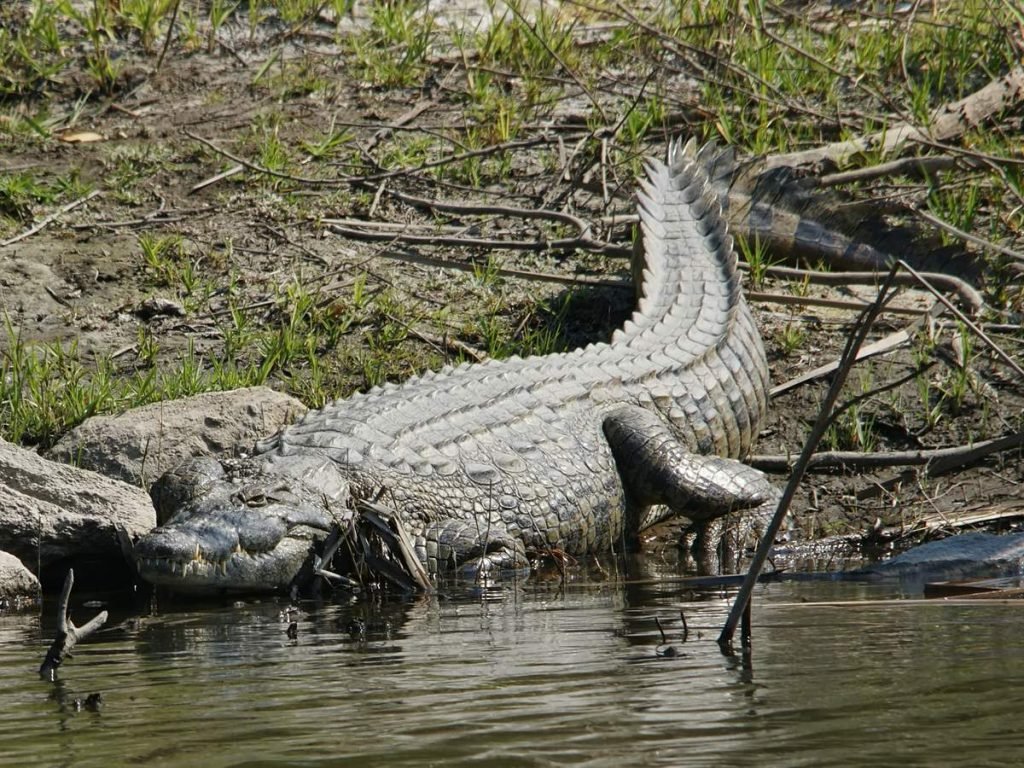  Нильский крокодил (Crocodylus niloticus).