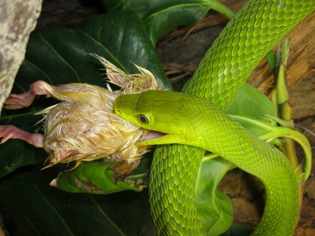 Узкоголовая (зеленая) мамба (Dendroaspis angusticeps).