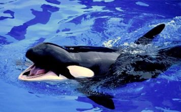 Детеныш косатки спасен рыбаками из Магадана