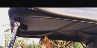 Диджа – кошка с многочисленными талантами