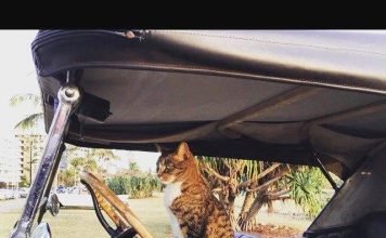 Диджа – кошка с многочисленными талантами