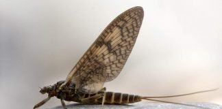 Доисторические подёнковые и их особенности