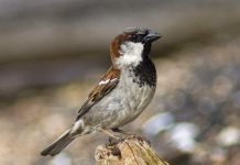 Домовой воробей — описание, фото и видео