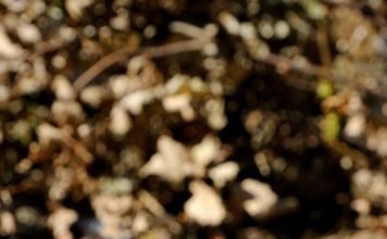 Дримархон или Индиговая змея