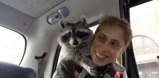 Енот Мелани – до чего же умная кроха