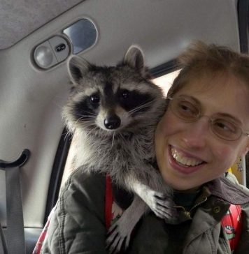 Енот Мелани – до чего же умная кроха