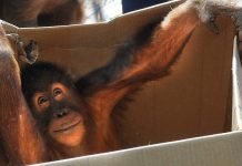 В зоопарке Мельбурна орангутан сбежал из клетки