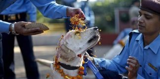 Фестиваль для собак – пример гуманизма и доброты