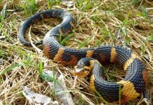 Флоридская полосатая неродия. Как содержать неродию?