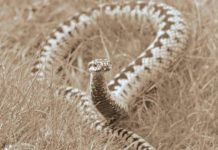 Беременная гадюка из Санкт-Петербургского ресторана обрела свободу