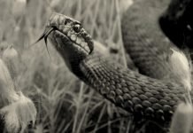 Жители Кировской области подверглись нашествию гадюк