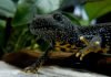 Гребенчатые тритоны в качестве домашних питомцев