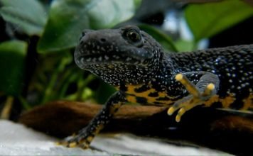 Гребенчатые тритоны в качестве домашних питомцев