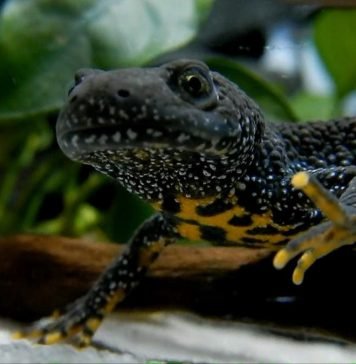 Гребенчатые тритоны в качестве домашних питомцев