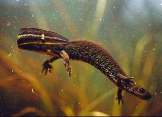 Гребенчатый тритон: описание, фото, видео