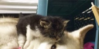 Хаска и котенок – пример заботы, которому позавидуют люди