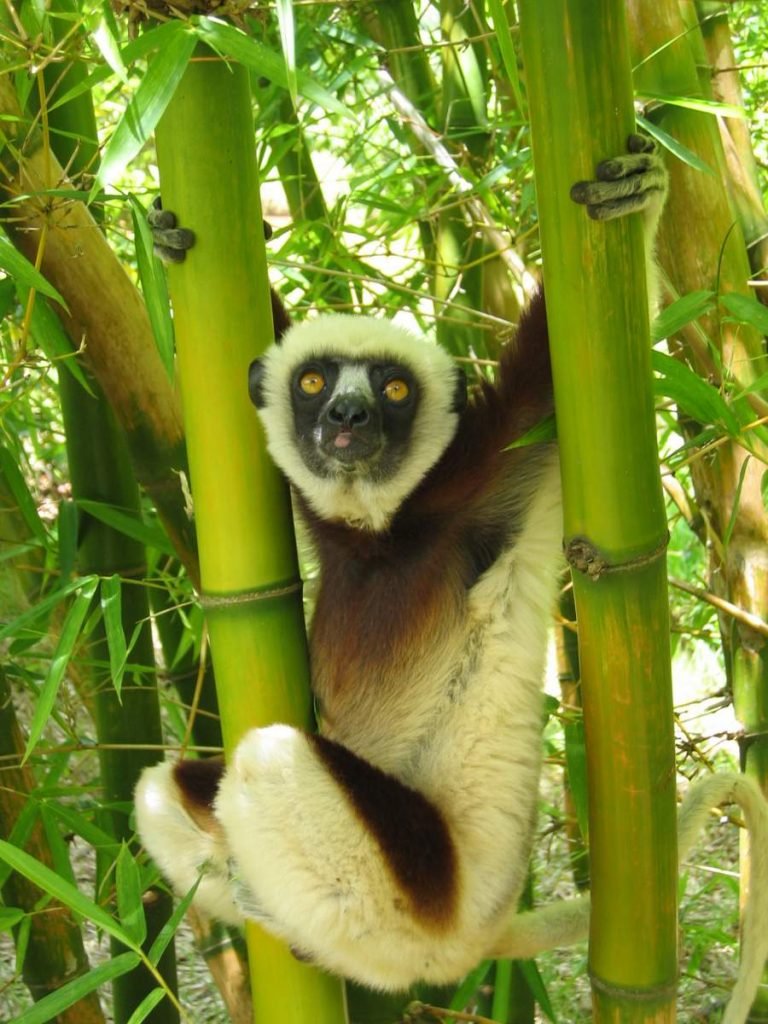 Хохлатый индри (Propithecus verreauxi).