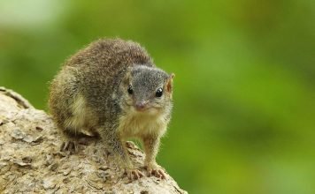 Индийские тупайи они же бамбуковые белки или древесные землеройки