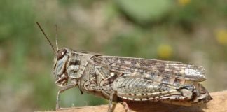 Итальянский прус – разновидность саранчи