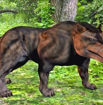 Эндрюсархус – хищный предок млекопитающих