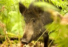В Свердловской области лоси и кабаны устраивают атаки на местных фермеров