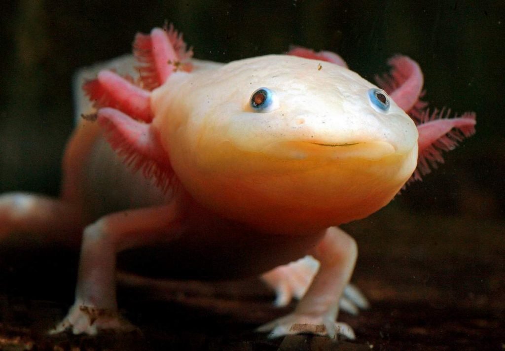 В дословном переводе с ацтекского языка аксолотль (axolotl) — «водяная собака (монстр)».