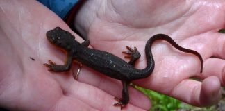 Как содержать рептилий и амфибий?