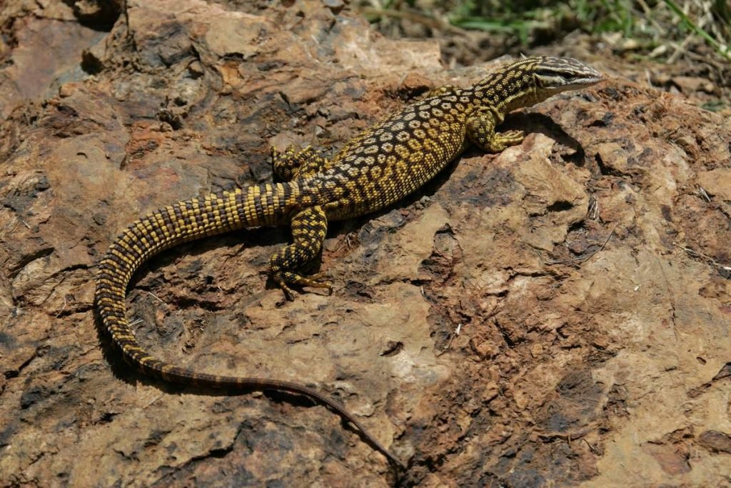 Кольцехвостый варан (Varanus acanthurus).