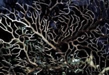 Исследователями обнаружено морское существо возрастом 4 тысячи лет