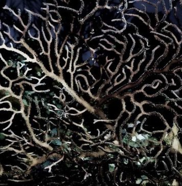 Исследователями обнаружено морское существо возрастом 4 тысячи лет