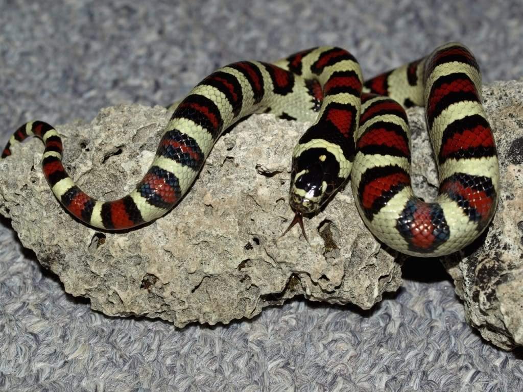 Мексиканская королевская змея (Lampropeltis mexicana).