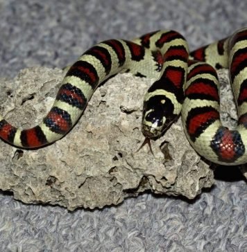 Королевские или молочные змеи и особенности их содержания