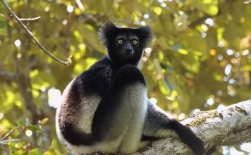 Короткохвостые индри и риск их уничтожения