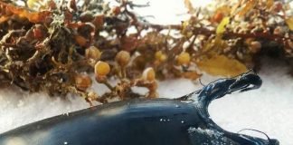 Кошелек для русалки или необычные морские существа