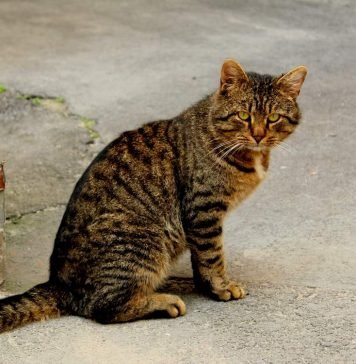 В Канаде кошка спасла ребенка