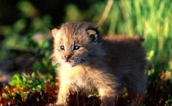 В зоопарке Новосибирска домашняя кошка выкормила рысенка